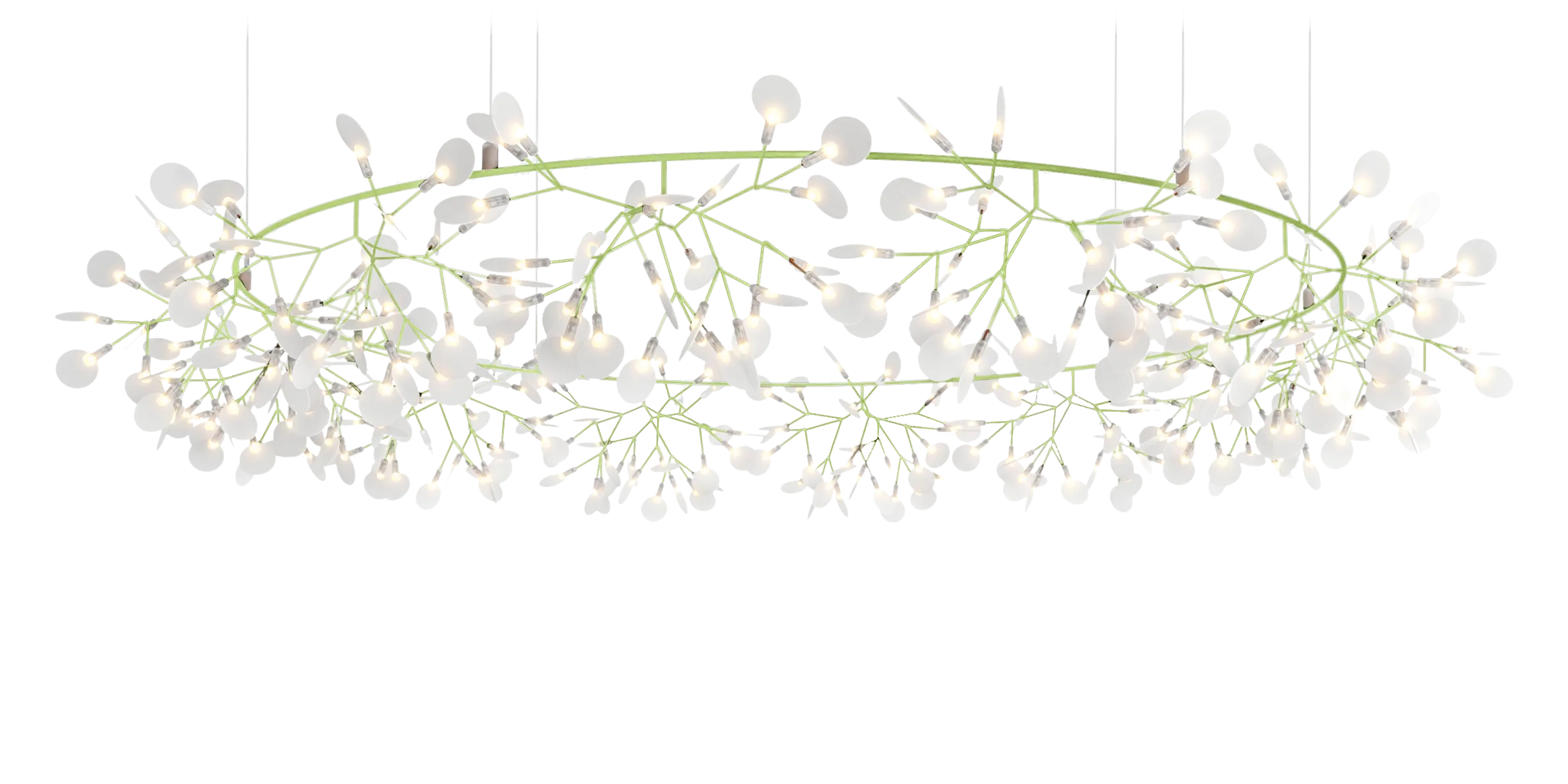 Front view Heracleum Big O Green